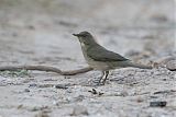 Black-billed Thrush